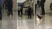 Galinha de estimação passeia de coleira em shopping e vídeo viraliza