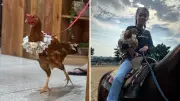 Galinha de estimação passeia de coleira em shopping no interior de SP