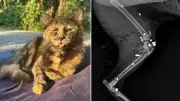 Gata é alvejada com 27 tiros de espingarda em Joinville (SC)