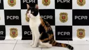 Gata Mimi é resgatada pela Polícia Civil do Paraná após furto em Cascavel