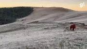 Geada cobre campos no RS com mínima de -1,2°C e frio intenso persiste