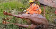 Égua prenha cai em vertedouro e é resgatada por retroescavadeira em Carandaí