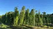 Guia da Esalq/USP ensina como cultivar lúpulo para produção de cerveja