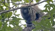 Guigó-da-Caatinga sofre com aglomeração e risco de extinção silenciosa