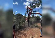 Helicóptero com pai de Henrique e Juliano cai em fazenda no TO