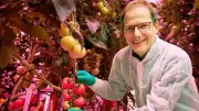 Holanda revoluciona produção agrícola com estufas de alta tecnologia e IA