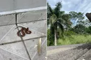Homem encontra filhote de jararaca no quintal em Registro, SP