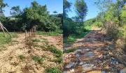 Homem é multado em R$ 11,6 mil por corte irregular de árvores nativas em Presidente Prudente