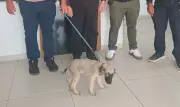 Homem é preso por ferir cachorro e ameaçar vizinhos em Alagoas