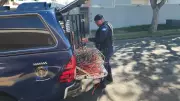 Homem é preso por furtar 10 kg de fios de antigo hospital em Limeira