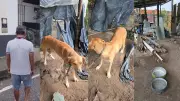 Homem é preso por manter cachorro acorrentado e desnutrido em Bragança, PA