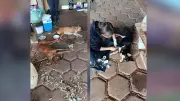 Idoso é preso suspeito de envenenar quatro cachorros em Álvares Florence
