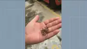 Infestação de aranhas assusta moradores de condomínio em Irajá, no Rio