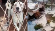 Justiça do PI obriga Estado a abrigar animais de tutores presos