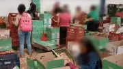 Justiça mantém multas por trabalho degradante em fábrica de alho em MG