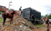 Macaé implanta serviço de recolhimento de animais de grande porte soltos em vias