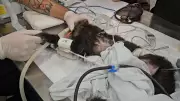 Macaco-prego da UFU causa apagão em bairro de Uberlândia