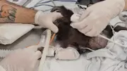 Macaco-prego Tarumã morre após eutanásia; animal pediu mão de veterinário