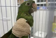 Maritaca ferida na BR-040 é resgatada e devolvida à natureza após três meses