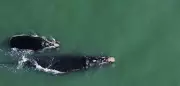 Mãe e filhote de baleia-franca são os primeiros avistados em SC em 2026