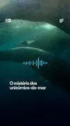 Mistério dos narvais: desaparecimento intriga cientistas no Ártico