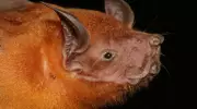 Morcego-pescador: o caçador noturno que transforma a pesca em acrobacia aérea