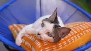 Negócio com 'erva do gato' fatura R$ 20 mil por mês e cresce no Brasil