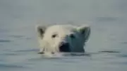 'O Urso Inconveniente' abre 15ª Mostra Ecofalante de Cinema em SP