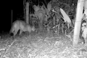 Onça-parda é flagrada por câmera em área rural de Tremembé