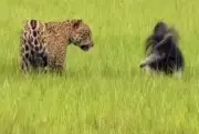 Onça-pintada e tamanduá-bandeira protagonizam duelo raro no Pantanal