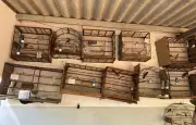 Operação resgata 25 aves silvestres mantidas ilegalmente em cativeiro em MT