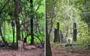 Pai usou mochila para defender filha de ataque de onça-parda na Chapada dos Veadeiros