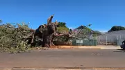 Paineira centenária cai sobre casas e causa prejuízos em Campo Grande