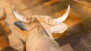 Peão morre após ser pisoteado por touro em rodeio em Votuporanga