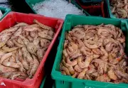 Pesca do camarão é retomada após três meses de defeso em Angra dos Reis