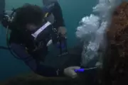 Pesquisadores criam pistola de ar para combater coral-sol invasor no Brasil