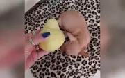 Pinscher abandonado doente em lixeira é resgatado e adotado em Boituva