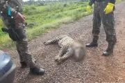 Plano nacional quer reduzir atropelamento de animais no Pantanal