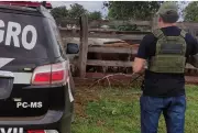 Polícia recupera 67 cabeças de gado furtadas em MS e prende dois