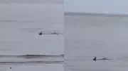 Possível tubarão é flagrado em águas rasas na Praia do Jacamim em São Luís