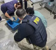 PRF resgata seis arraias transportadas em sacos plásticos na BR-316 no Pará