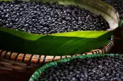 Produção agrícola do Amapá cresce com açaí, mas mandioca preocupa, diz IBGE