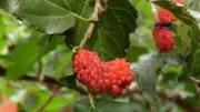 Produção de mudas frutíferas vira passatempo em propriedade no nordeste
