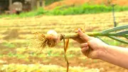Produtores de alho no Brasil enfrentam crise com importação e preço baixo