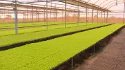 Produtores rurais de Jales e Jaci investem em tecnologia para expandir negócios