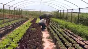 Produtores se unem e criam cooperativa rural em Montes Claros