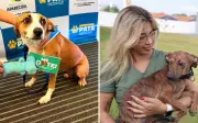 Programa em Aparecida de Goiânia controla população animal com castração e microchip