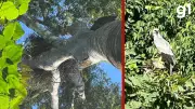 Proprietário de fazenda em MT é notificado para preservar ninho de gavião-real ameaçado