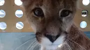 Puma é resgatada em árvore em área residencial no Chile