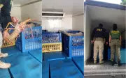 Quase 1 tonelada de lagosta é apreendida na BR-101 em Canguaretama
